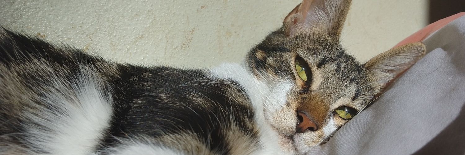 bgonzalez8_'s profile banner image