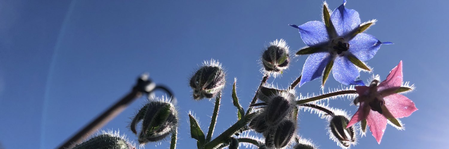 Marie Sabatier banner