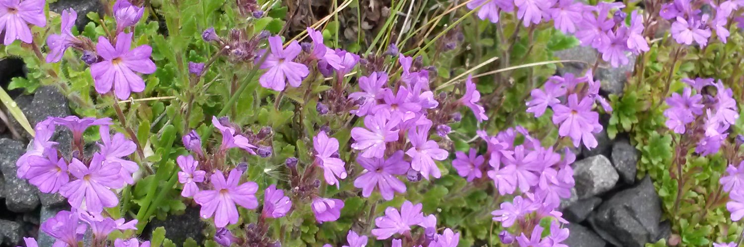 Margaret Rogerson banner