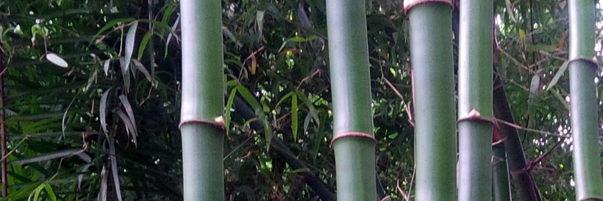 OlajideBernard's profile banner image