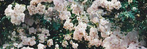 Alinka3_3's profile banner image
