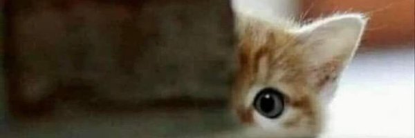 GallitoIII Profile Banner