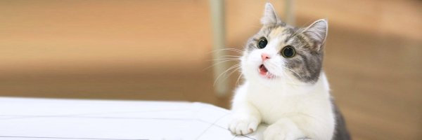 cutestscats Profile Banner