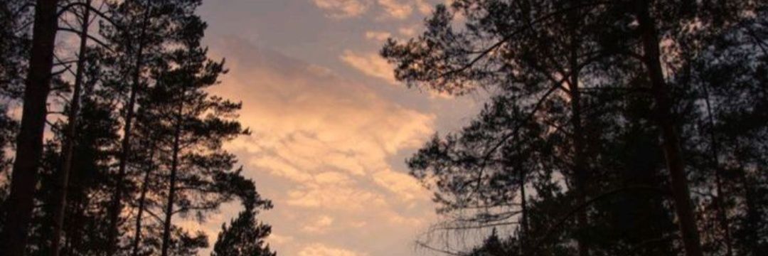 AmadoAlexia's profile banner image