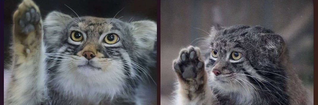 Howling Manul banner