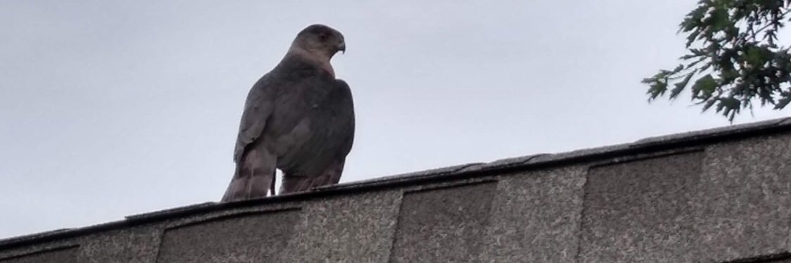 Falcon Review banner