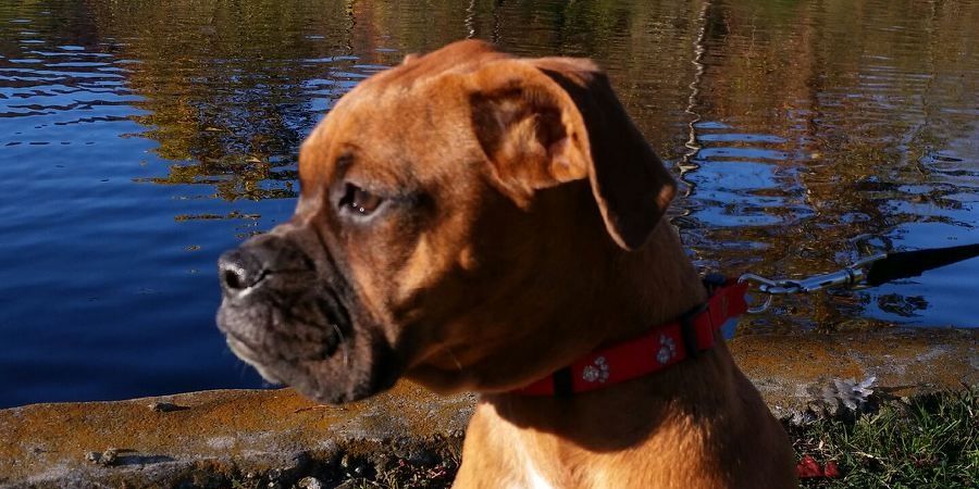 pupp_c's profile banner image