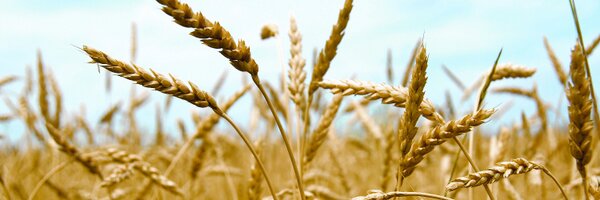 Consuming_Copy Profile Banner