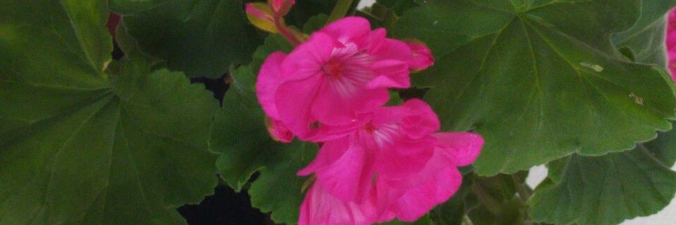 claires_62's profile banner image