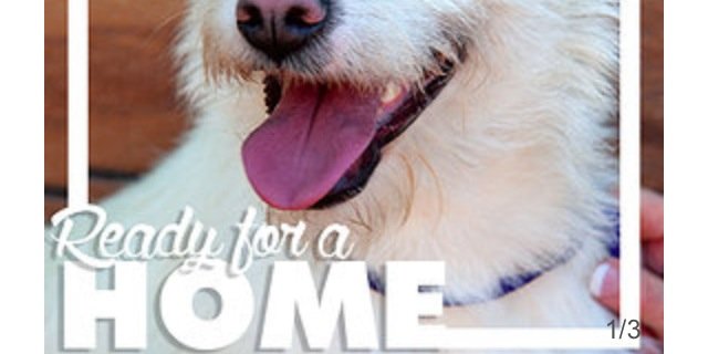 GlendaleHumane's profile banner image