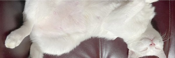 NoodaDEVIL Profile Banner