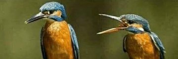 da_oasis's profile banner image
