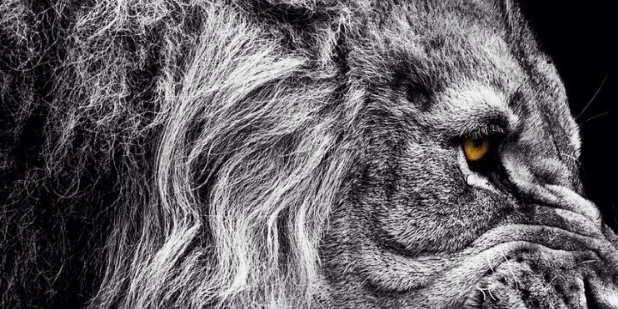 laudeandclear's profile banner image