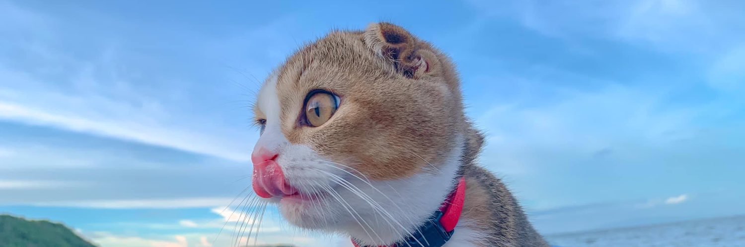 gikkigtps1's profile banner image