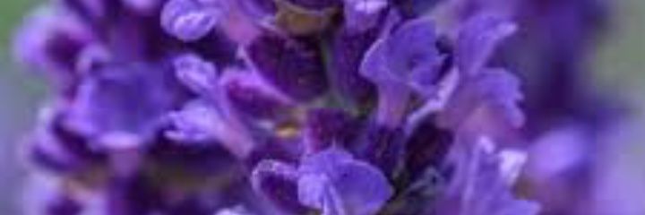 Archewell20's profile banner image