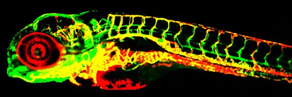 fishforscience's profile banner image