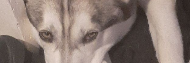 patrickcfcpurdo's profile banner image