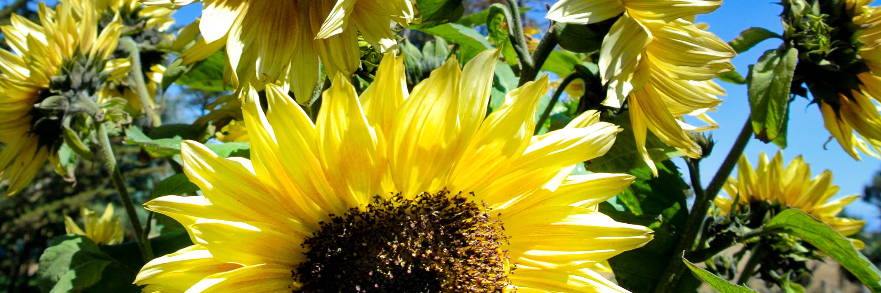 Kaitlin Mogentale banner