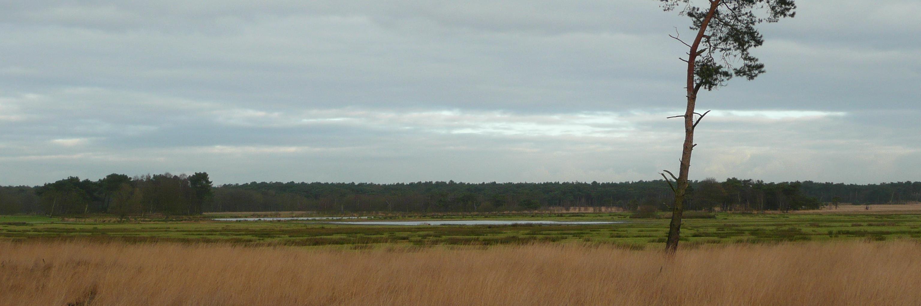 Steven Verbanck banner