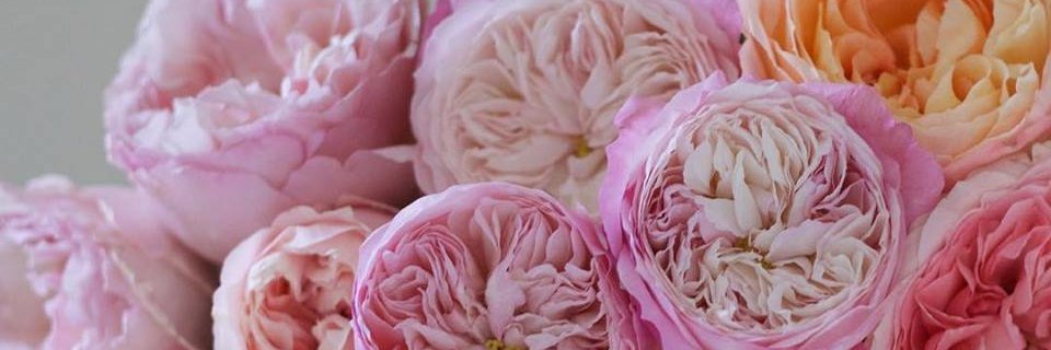 ReneesUtopia's profile banner image