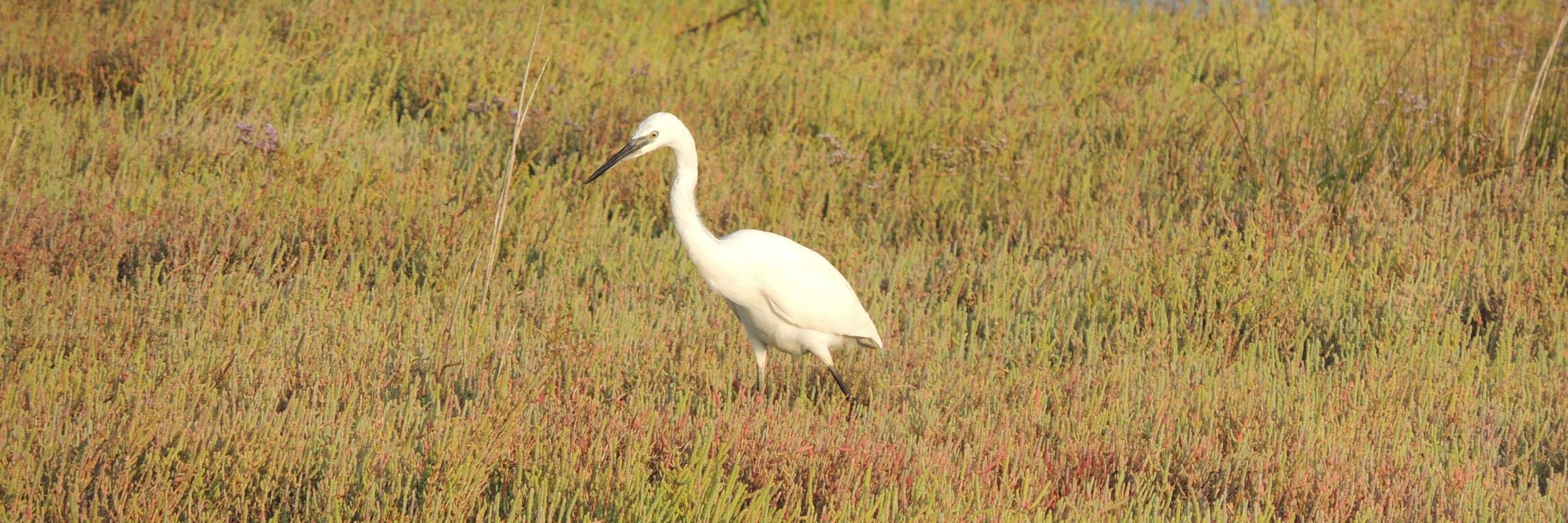 Clarisse Janssen banner