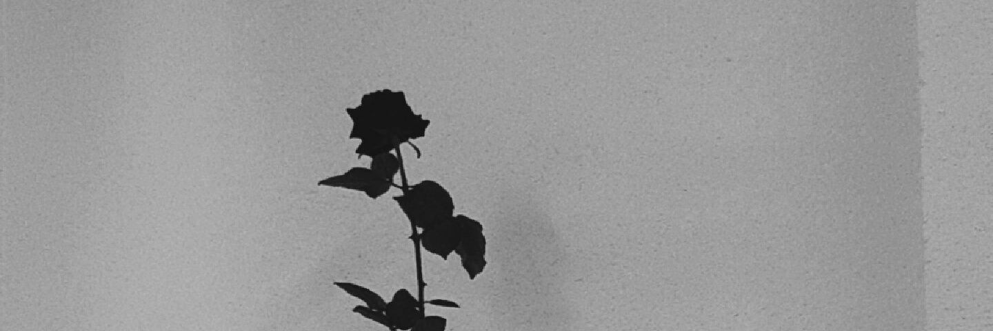 Dorothea_00's profile banner image