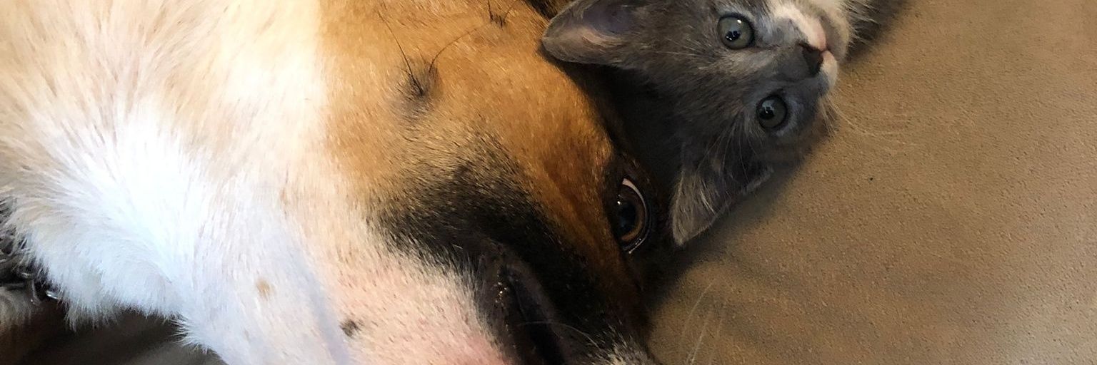 mortiferacrow's profile banner image