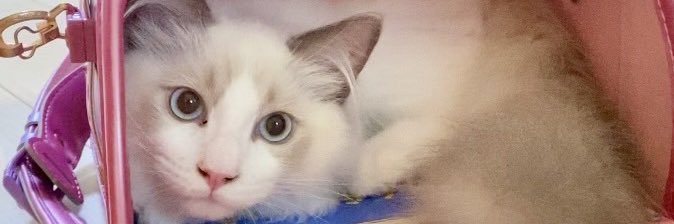 ynao__'s profile banner image