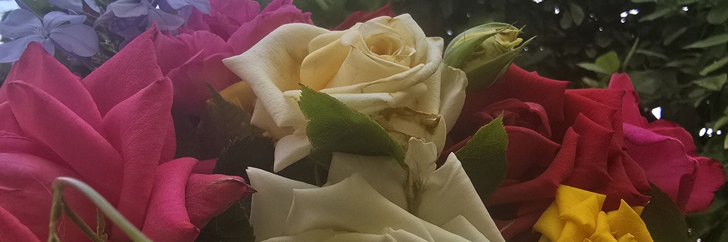 حـــــ🌹ـــــديقة الــــ🌹ـــجوري banner