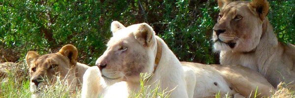lynnekodonnell Profile Banner