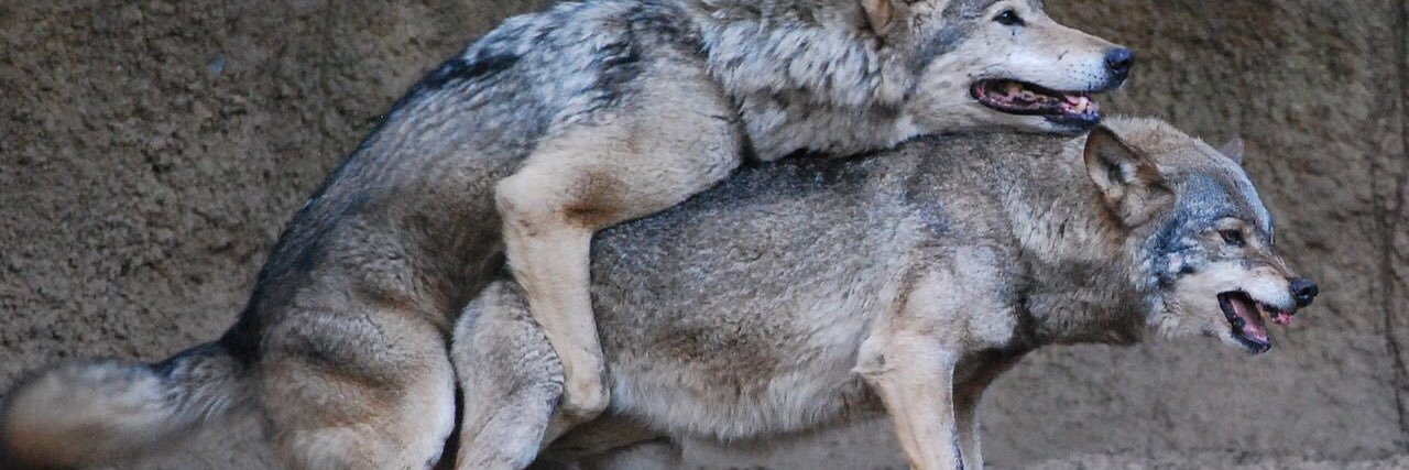 WolvesofBallSt's profile banner image