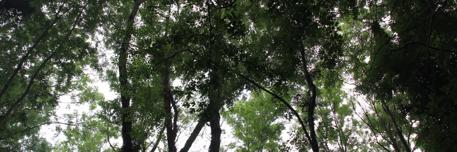 isabellaintheforest banner