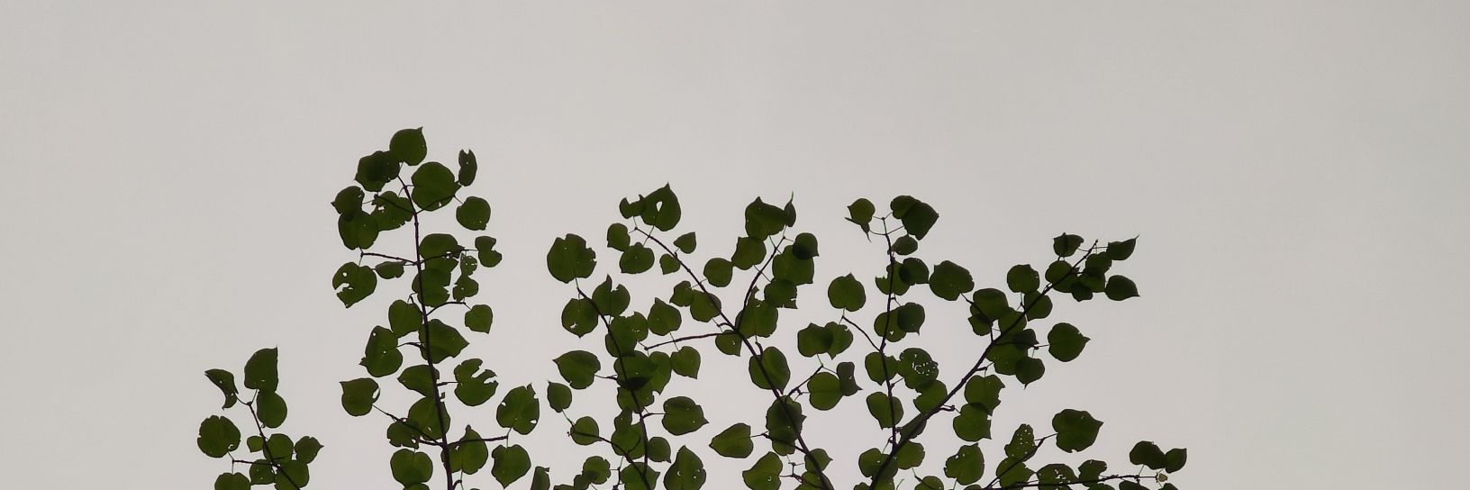 naharj's profile banner image
