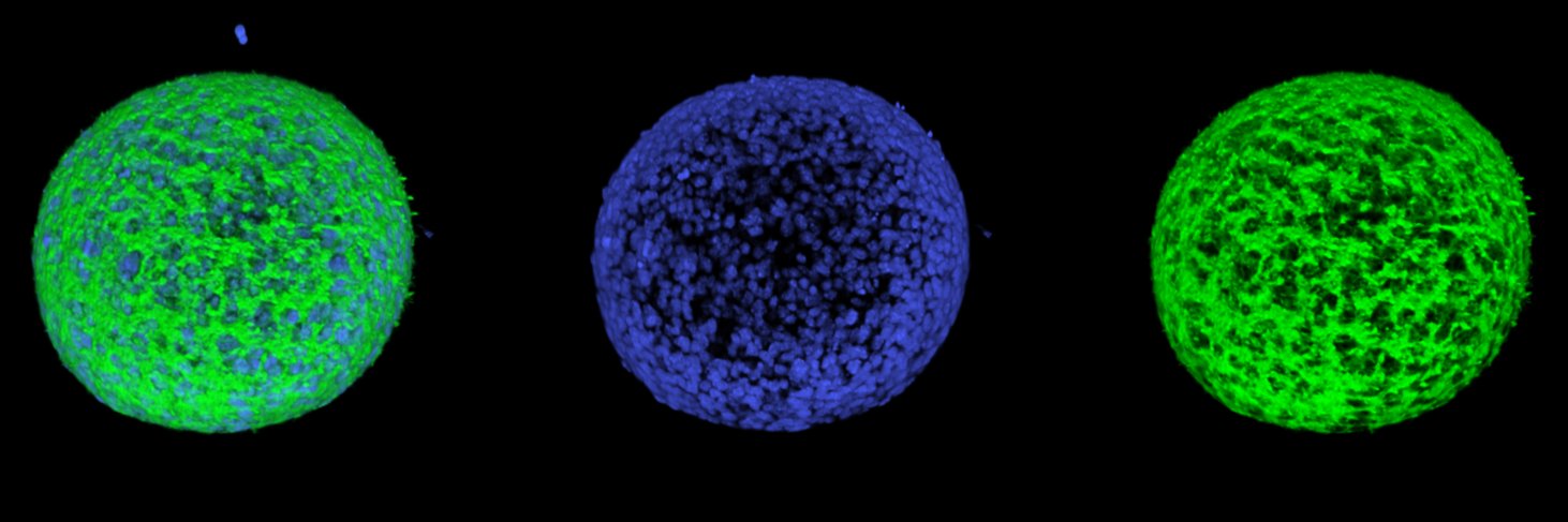 Oriol Mañé Benach banner