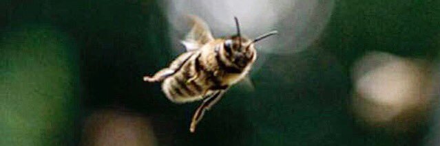 Roots Honey Co. banner