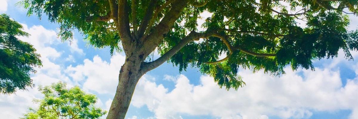 AbapoAn's profile banner image