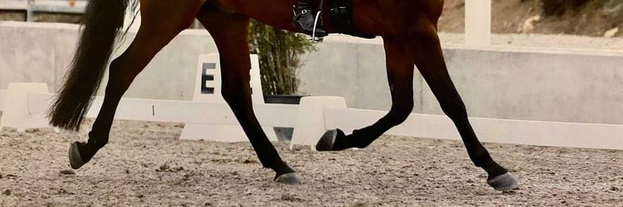 Dressage Ireland banner