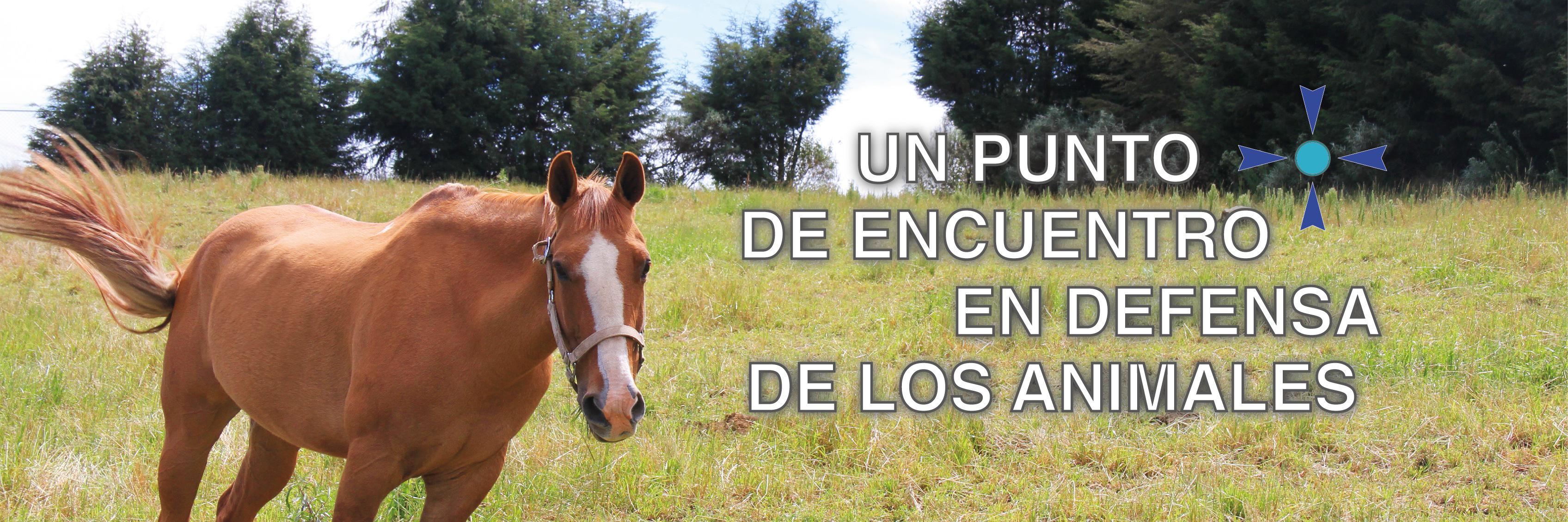 Defensoría Animal MX banner