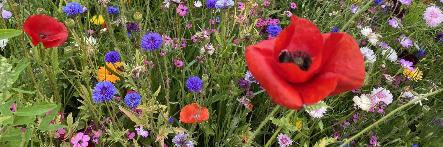 Gillian Flinton 💙💛💙💛 banner