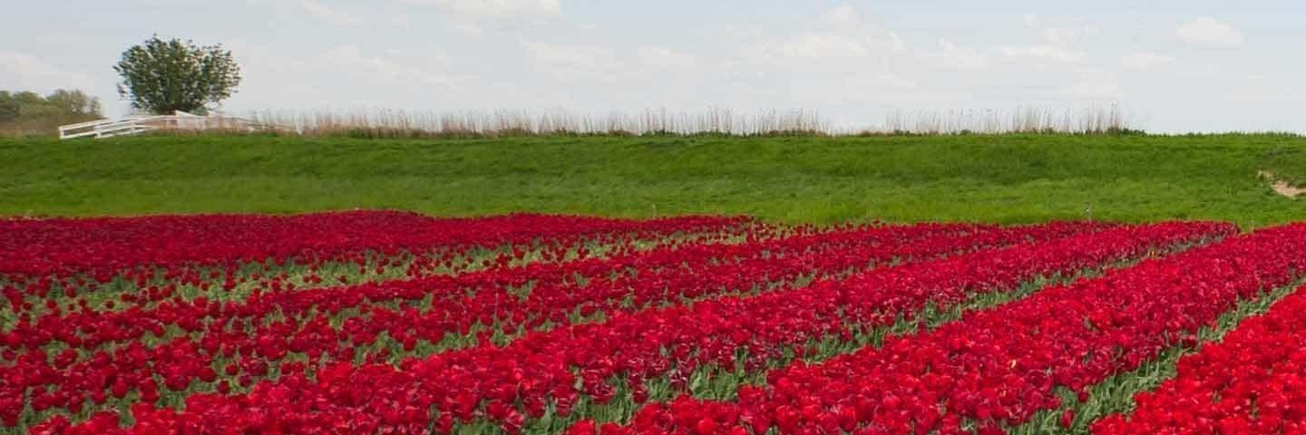 maniphalia's profile banner image