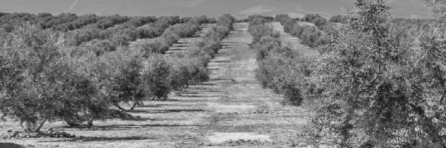 MoveOliveOil's profile banner image