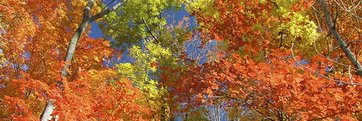 Miss_Viv's profile banner image