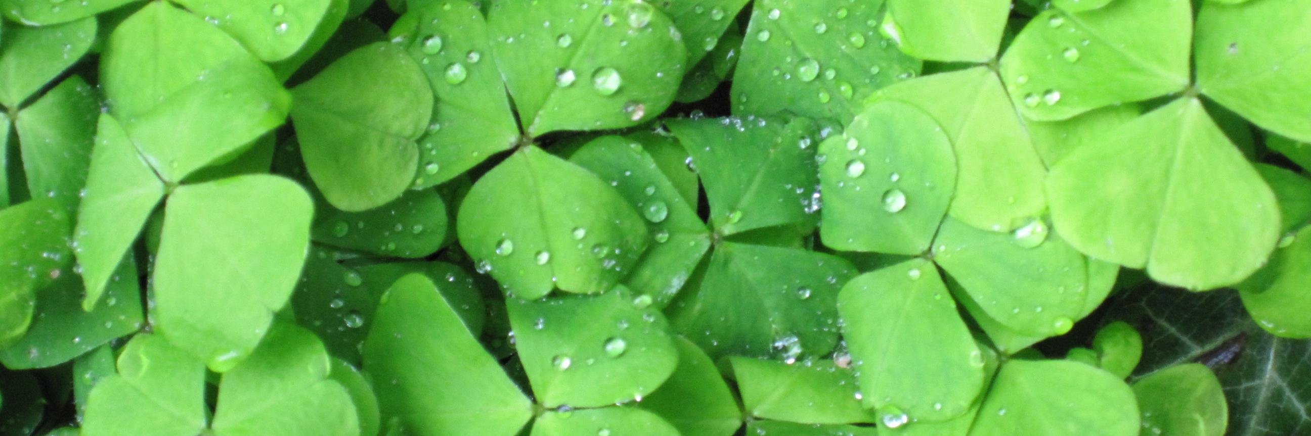 Ines Gensinger banner