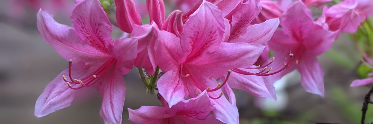 Sara Bloodsworth banner