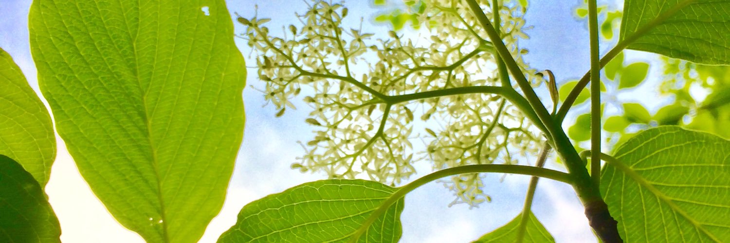 ejoneko's profile banner image