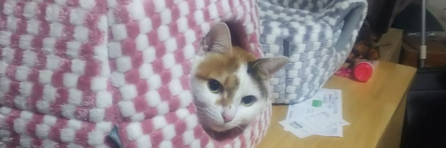 catsby35's profile banner image