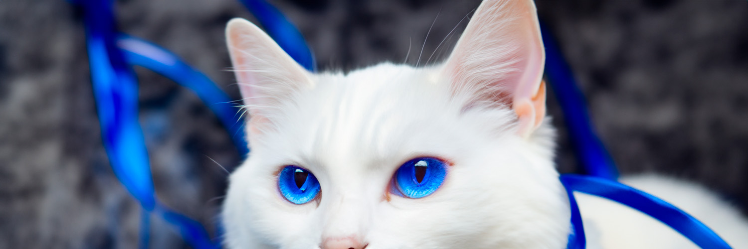 putyo@game banner