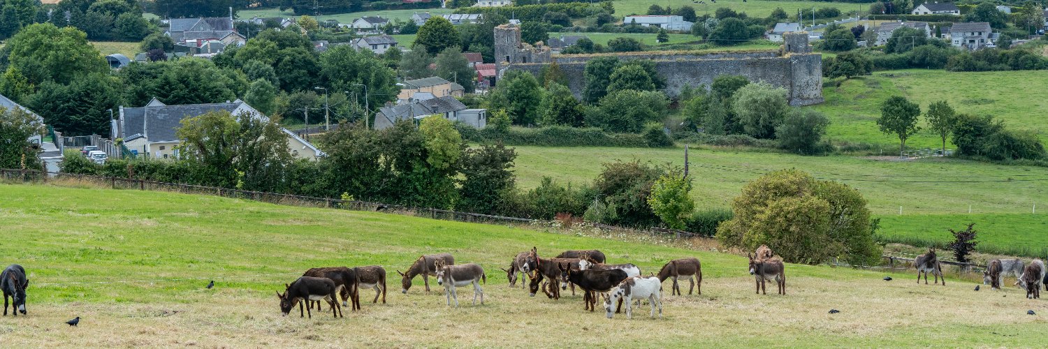 DonkeySancIre's profile banner image