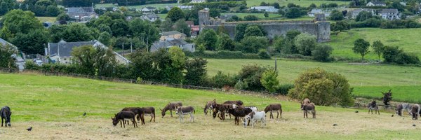 DonkeySancIre Profile Banner
