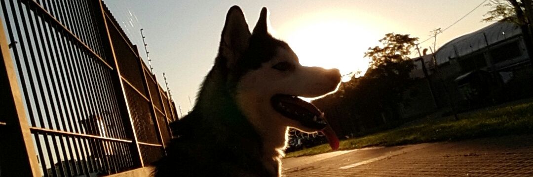 JavierDutraG's profile banner image